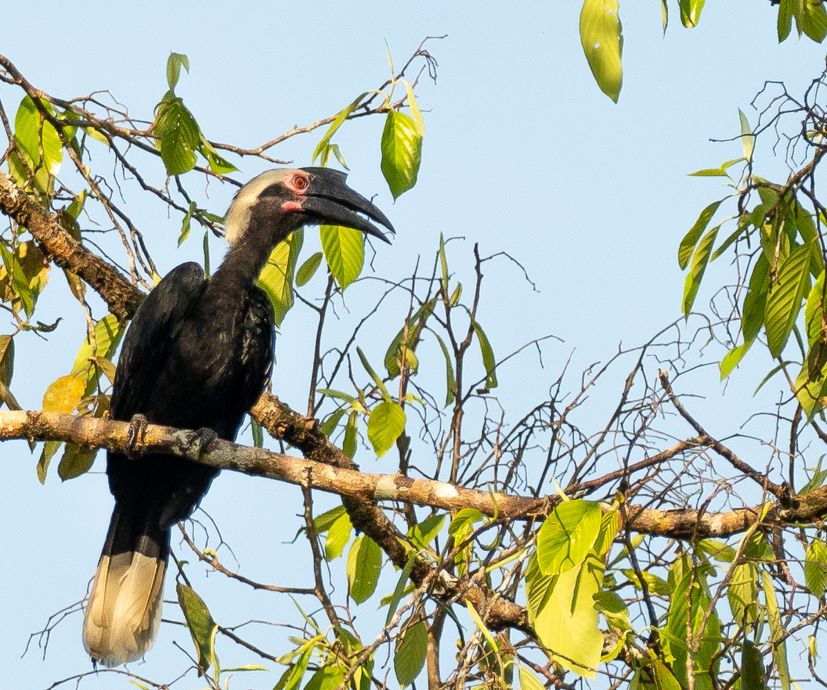 Tabin Wildlife Reserve
